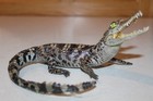 New Alligator Reptile Taxidermy Novelty Log Cabin Decor Whitetail Mule Deer