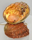 Abalone Seashell Shell Lamp Table Night Light Nautical Mcm 1940s Handcrafted 