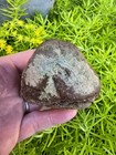 2  Mosasaur Thoracic Vertebrae Bone Cretaceous Dinosaur Fossil Ozan Tx