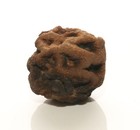 Dinosaur Age Meta Sequoia Pine Cone Fossil Huge High Quality - Late Cretaceous