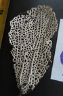 4-natural Sea Fan - Coral - Sea Whip - Free Shipping 4 1 4 X 2 Inches