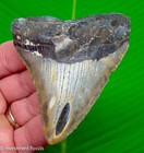Megalodon Shark Tooth  Real Fossil  3 72     Sharks Teeth  No Restorations