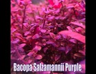 Bacopa Salzmanii Purple Stems Live Aquatic Plants Aquarium Plants Freshwater
