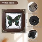 Tohtofn Real Papilio Maackii Butterfly I-alpine Black Swallowtail