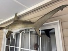 6 5 Ft  X   2 5 Ft Hammerhead Shark Perfect Condition 
