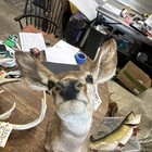 Mule Deer Doe Shoulder Mount  1218