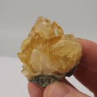 Ruck s Pit Calcite Clam Fossil - Mercenaria Permagna - Ft  Drum  Florida
