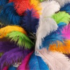 Ostrich Plumes 18 -23  Feathers Top Quality Many Colors Bridal Costume Halloween