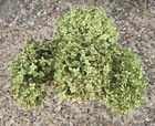 4 Dried Annabelle Hydrangea 7 -9  Flowerheads W  10 -12  Stems Green   Brown
