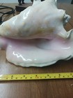 Large Queen Conch Shell  authentic  From Florida Coast