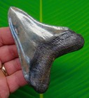 Megalodon Shark Tooth Real Fossil  3 95    Xl Super Serrated Big Meg
