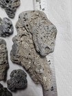12 Hag Stone Natural Holey Beach Rock Fairy Stone Witch Stone Protection Stone 4