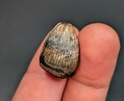 Incredible Preserved  75  Fossilized Alligator Tooth North Florida Ice Age Gem 
