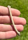 Florida Fossil Bird Bone Avian Rare Pleistocene Age