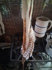   Excellent Vintage Native American Ojibwa Staff Bear Clan Totem  Very Nice  