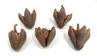 5 Dried Mahogany Tree Seed Pod Fruit Fall Botanical Decor Natural Floral Craft D