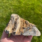 Hubbard Basin Petrified Wood Polished Specimen 496gm  r10 