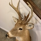 Whitetail Deer Head Shoulder Mount Taxidermy Mount Antler Hunt Rack Huge Ks