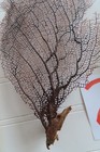 2 - Natural Sea Fan - Coral - Sea Whip - Free Shipping 9x5  5x5  8x5 Inches
