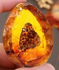 Amber  polybern  Variety With Inclusion Butterfly 140 Million Bc
