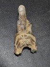 Australian Mud Lobster Fossil Thalassina Anomala Specimen 3 5 