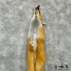  29741 P   Red Fox Tanned Hide Taxidermy For Sale