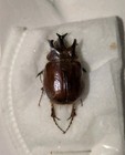 Carneoryctes Tectus  20mm Pair  V  Scarce Dynastinae From Australia