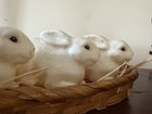 Lot Vintage Amscan Bunnies Mini Molded Candles White Rabbit Bunny Basket As Is