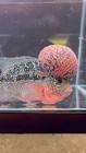 Red Tiger Flowerhorn 4in Us Seller Wysiwyg