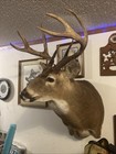 Whitetail Buck Shoulder Mount  Typical 8 Point  Caped  Done By Local Taxidermist