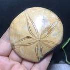 84g  Polished Starfish Crystal Specimen Madagascar 23