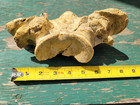 Titanothere Axis Vertebra Fossil White River Formation Wyoming Mammal