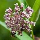 1 4 Lb Common Milkweed Wildflower Seeds - Everwilde Farms Mylar Seed Packet