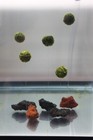 Floating Java Moss Balls Live Aquarium Plant Decoration  buy 2 Get 1 Free 