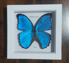 Taxidermy Real Framed Giant Blue Morpho Butterflies In Oak Wooden Box Frame New