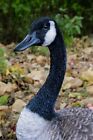 Standing Canada Goose Garden Statue Lifelike Yard Flowerbed Wildlife Decoration