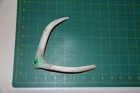 Small Branched Deer Antler Dog Chew  1   Bone Chews Deer Elk Treats Deer 305