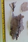 Pieces Of Natural Sea Fan - Coral - Sea Whip - Free Shipping