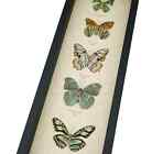 Green Leaf Mimic Butterfly Collection Framed Butterflies Museum Taxidermy