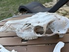 Huge  Real  18  Elk Skull Taxidermy Bones Skeleton Native Art W  Jaw Bone Teeth