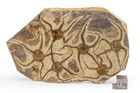 Fossil Starfish Plate  brittle Star  Pentasteria Lonispina Ordovician Ktaoua