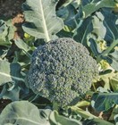 200  Broccoli Seeds Waltham  Broccoli Non Gmo Fresh Garden Vegetable Usa