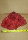 Natural Dried Red Pipe Organ Coral
