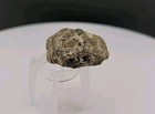 Real Dinosaur Fossil Bird Skull Compression Fossil