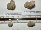 Brachiopods  Trebratalia Transversa  Collected In Alaska  Great Shape  4 Shells