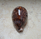 F Cypraea Pantherina Red Sea Shell 97 3mm F   Very Amazing Collour Huge Glossy