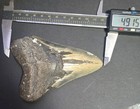 4 91    Megalodon Shark Tooth Fossil Real Serrated Large Blue Gray Enamel