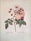 P  J  Redoute Flowers Adelia Aurelianensis Botanical Art Print Book Plate 126