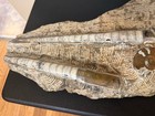 Large Piece 17x 9 Orthoceras   Ammonite Fossil Plate Slab