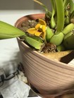 Huge Maxillaria Variabilis Orchid Plant 5     Fragrant Mia 0423c
